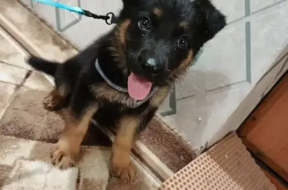 Найдена собака, Камень-Рыболов, фото: Собака найдена, ул. Кирова 23, Камень-Рыболов