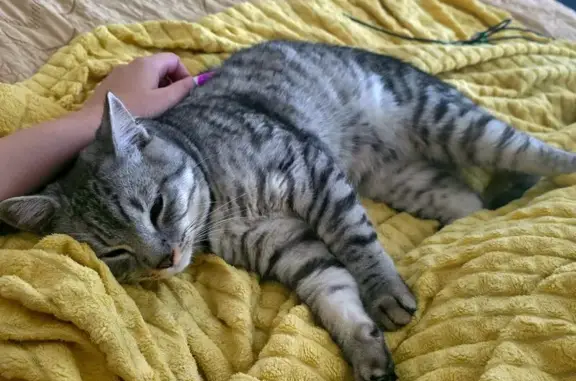 Найдена кошка, Королёв, фото: Кошка найдена: Королёв, Садовая 6