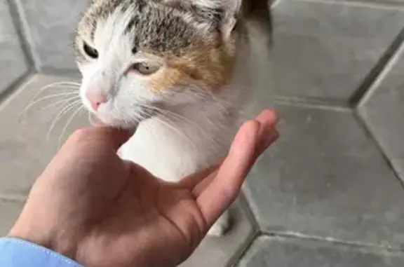 Беременная кошка найдена: Краснооктябрьская 8