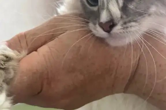 Кошка найдена: ул. Лесгафта, 21, Казань