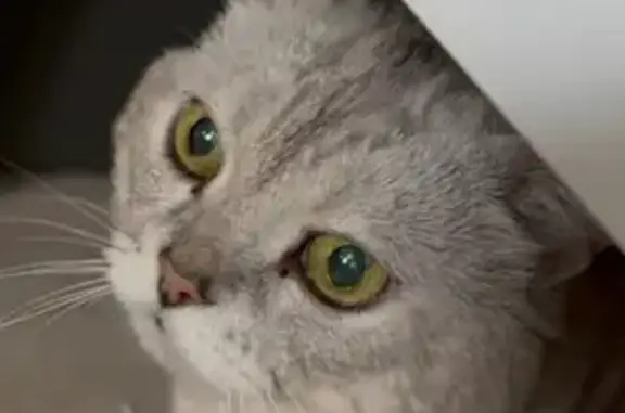 Кошки потеряшки, Саранск, фото: Потеряшка кошка, Фурманова 63, Саранск