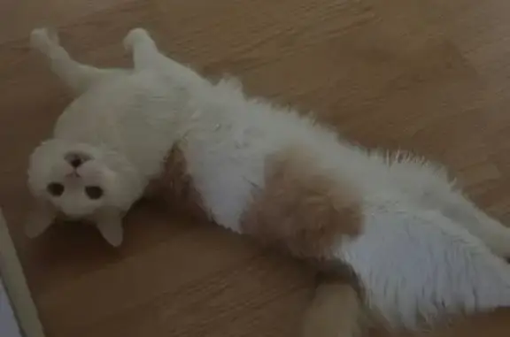 Кошки потеряшки, Иркутская область, фото: Потеряшка кот Кекс, Северная ул., Иркутск