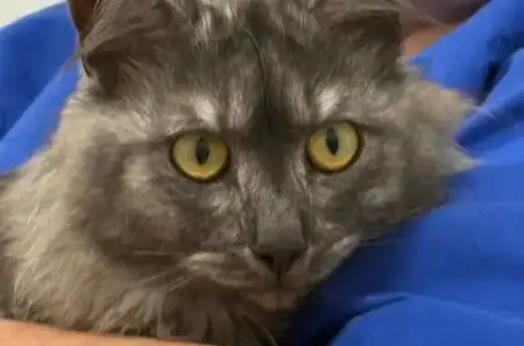 Найден серый кот, ул. Адмирала Лазарева 19
