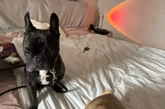 Найдена собака, Ханты-Мансийск, фото: Найдена собака, ул. Безноскова 35, Х-Мансийск