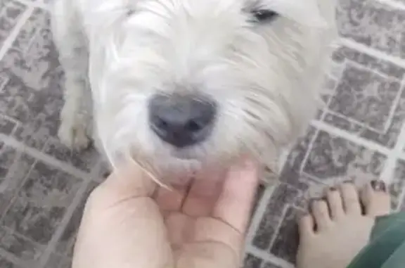 Найдена собака, , фото: Найдена собака, Луговая ул., Ниж. Хорошово