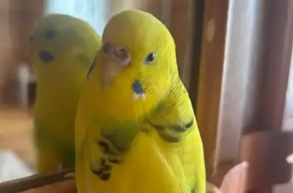 Пропал попугай, ул. Зии Мансура, 28, Дюртюли