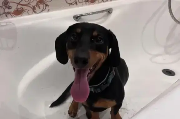 Метис найден: Альпийский пер., 18, СПб