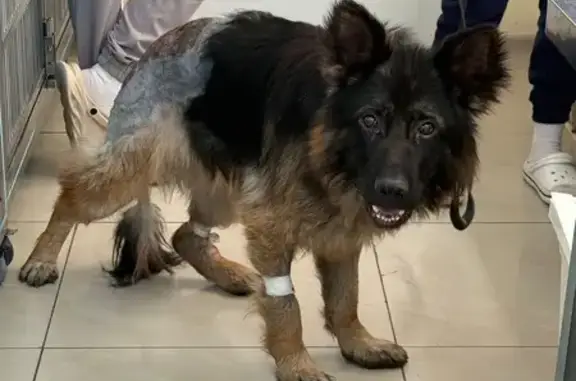 Найдена овчарка: ул. Новая, 23, Ключи