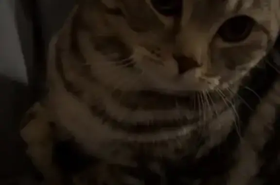 Пропала кошка на Никольской, 28, Ивановка