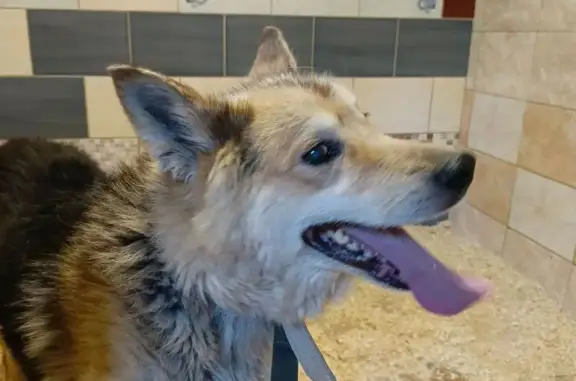 Найдена собака, ул. Ломоносова, 25, Смоленск