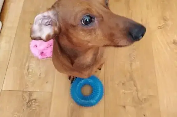 Собаки потеряшки, Тула, фото: Потеряшка такса, ул. Гайдара, 6, Тула