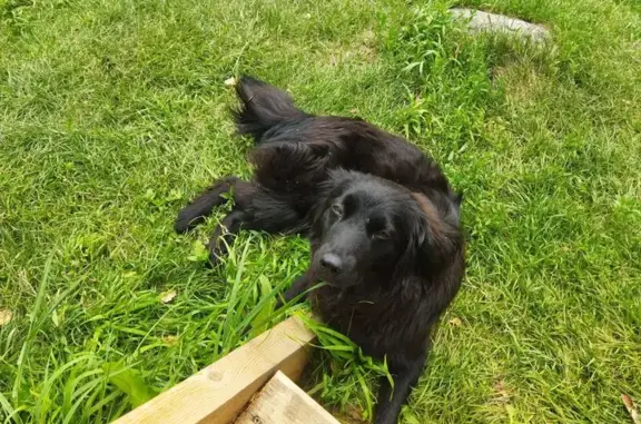 Найдена собака, Республика Алтай, фото: Собака найдена у базы Михалыча, Чемал