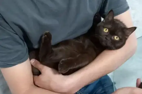 Пропала кошка, ул. Тесленко, 26, Донецк