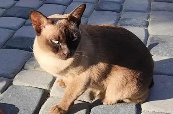 Пропала кошка, Колтуши, Ленобласть