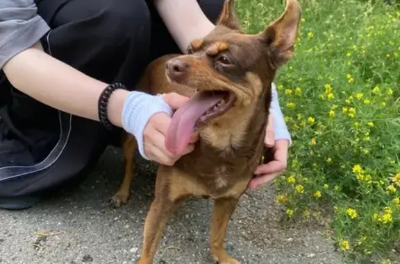 Найдена собака, , фото: Собака найдена у с. Патроны, СНТ Прибой