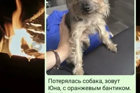 Потерянные животные Домодедово, фото: Пропала собака, ул. Курыжова, 30, Домодедово
