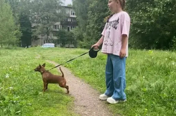 Пропала собака Масяня, 7-й тупик, 17