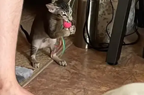 Кошки потеряшки, Томск, фото: Потеряшка котенок, Комсомольский пр., 37