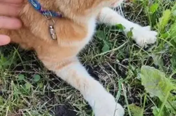 Найдена кошка, Набережные Челны, фото: Кошка найдена: пр. Вахитова, Наб. Челны