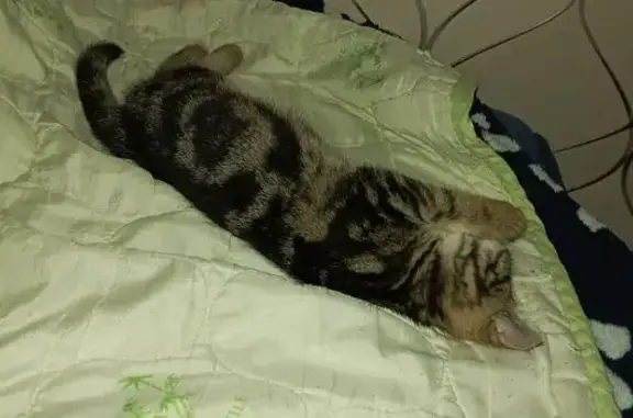 Пропала кошка, Бекетовская, Вологда