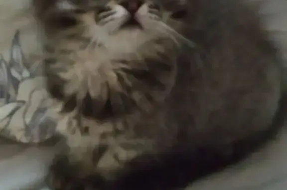 Кошки потеряшки, Славянск-на-Кубани, фото: Потеряшка кошка, Батарейная ул., 458