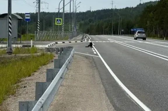 Собака найдена на повороте Пушной-Тайбола