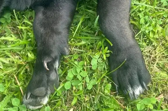 Найдена собака, , фото: Найдена собака, Новая ул., 12