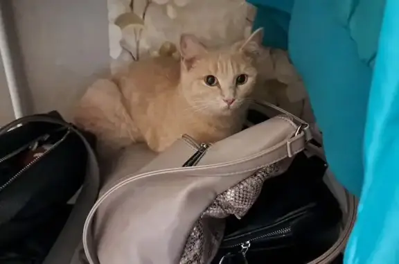 Найдена кошка, ул. Пономаренко, 2, Омск