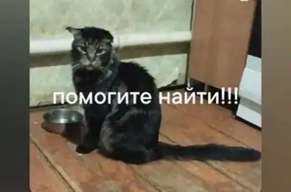 Пропала кошка на 22-й Северной, 100, Омск