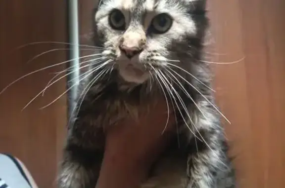 Кошка найдена: Краснознамённая, 8, Омск