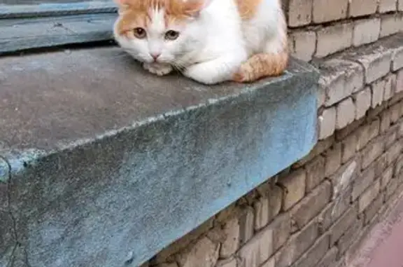 Найдена кошка, Электросталь, фото: Кошка найдена на Первомайской 28, Электросталь