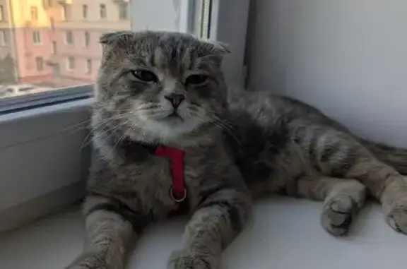 Объявления о пропавших и найденных животных, Саров, фото: Кошка найдена: пр. Ленина, 23, Саров