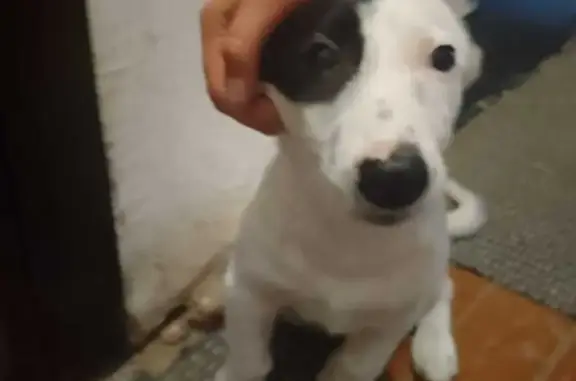 Найденные животные Нижняя Салда, фото: Собака найдена: ул. Ломоносова, 52, Н. Салда