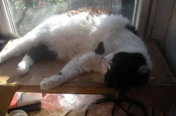 Объявления о пропавших и найденных животных, Донецк, фото: Пропала кошка у Ватутина 39, Донецк