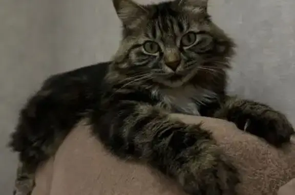 Кошки потеряшки, , фото: Потеряшка кошка, Нягань, проезд 11, 12 массив