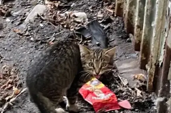 Найдена кошка, Томск, фото: Кошка у ост. Центр. рынок, ул. Р. Люксембург