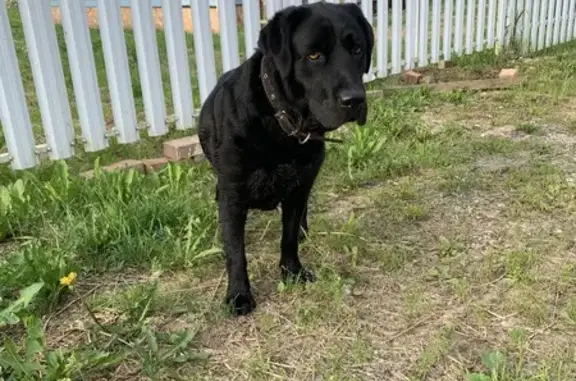 Найдена собака, Новгородская область, фото: Собака найдена: Ермолинское, Новгородская обл.