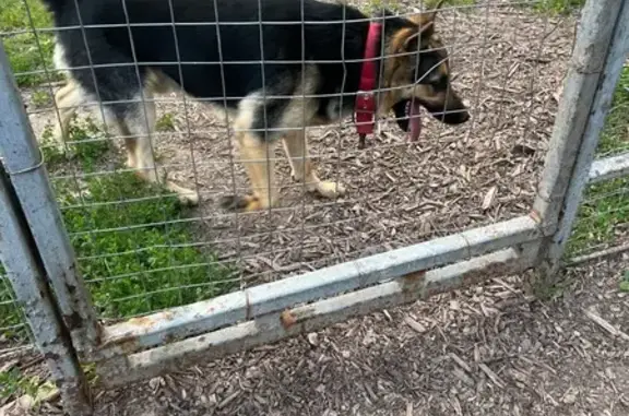 Овчарка найдена: Глушанская 17, Тула