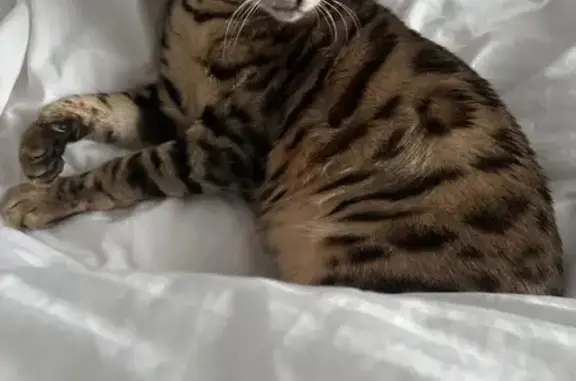 Пропал бенгальский кот, ул. Энгельса, Мана