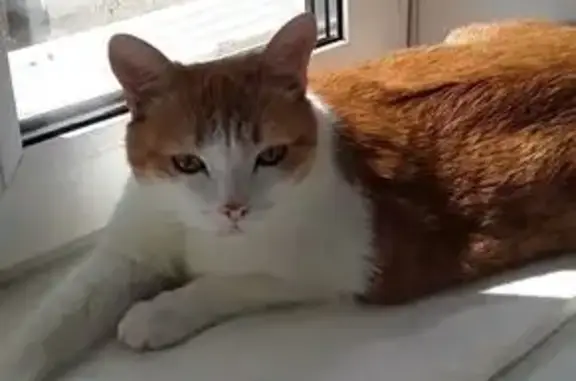 Кошки потеряшки, , фото: Потеряшка кошка на остановке «Дон», МО