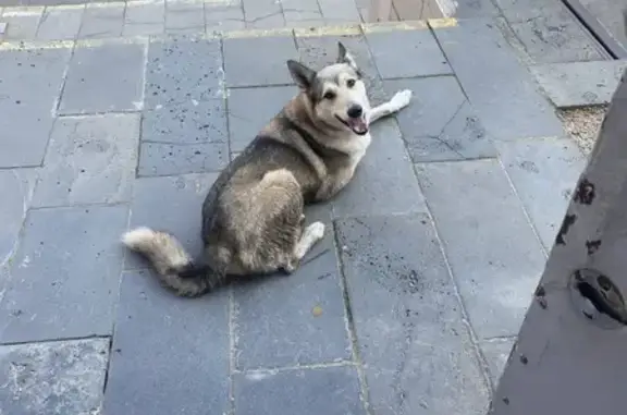 Найдена собака, , фото: Собака найдена у Воткинское шоссе, 61А