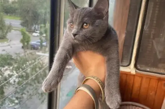 Кошка найдена: пр. Хмельницкого 133Б, Белгород