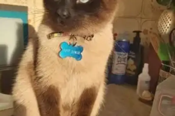 Пропала сиамская кошка, МО - photo