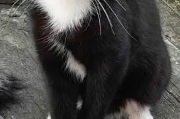 Кошки потеряшки, Усть-Лабинск, фото: Потеряшка кошка, Тимирязева 150, Усть-Лабинск