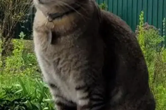Пропал котик, МО, ул. Железного жетона 7
