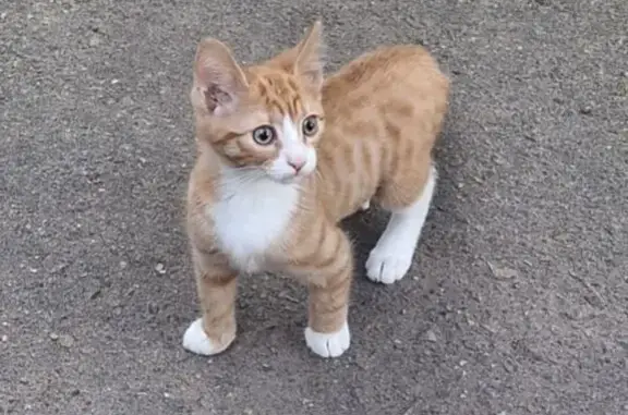 Кошки потеряшки, Московская область, фото: Потеряшка кошка, Осоргино, МО