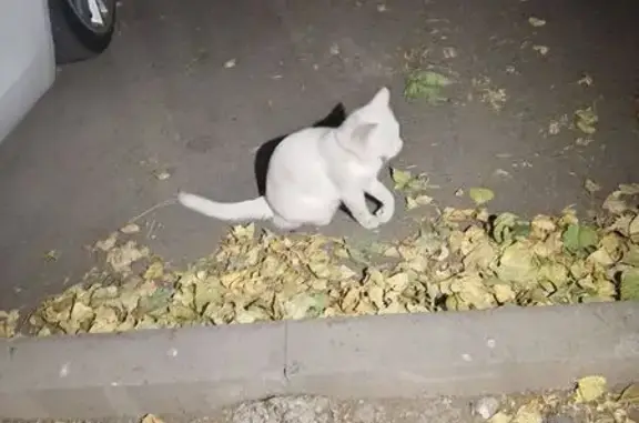 Найденные животные Алматы, фото: Кот найден: мкр. Алтай 1, 21, Алматы