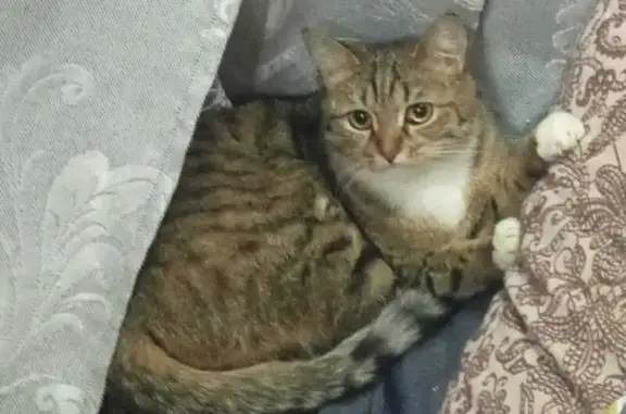 Пропала кошка, ул. 1 Мая, 5, Воткинск