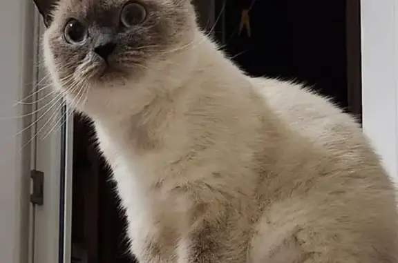 Кошки потеряшки, Ставрополь, фото: Потеряшка кошка, Тухачевского 30, Ставрополь