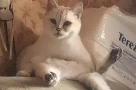 Кошки потеряшки, Белая Гора, фото: Потеряшка кошка, Бронница-Дорки, 42